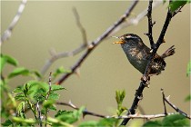 D500 Texel 18-05-29 00308  8  Photos ACG 2018
