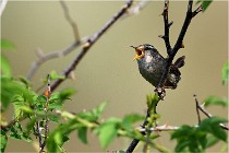 D500 Texel 18-05-29 00309  9  Photos ACG 2018