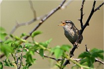 D500 Texel 18-05-29 00314  10  Photos ACG 2018