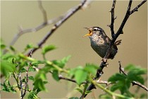 D500 Texel 18-05-29 00315  11  Photos ACG 2018