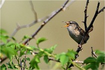 D500 Texel 18-05-29 00317  12  Photos ACG 2018