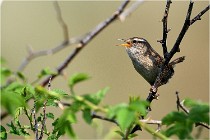 D500 Texel 18-05-29 00318  13  Photos ACG 2018
