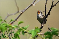 D500 Texel 18-05-29 00319  14  Photos ACG 2018