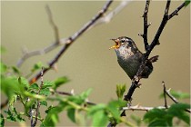 D500 Texel 18-05-29 00320  15  Photos ACG 2018