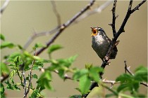 D500 Texel 18-05-29 00322  16  Photos ACG 2018