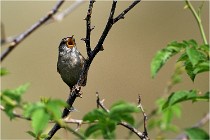 D500 Texel 18-05-29 00323  3  Photos ACG 2018