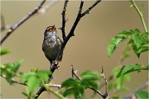 D500 Texel 18-05-29 00324  4  Photos ACG 2018