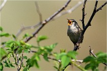 D500 Texel 18-05-29 00325  5  Photos ACG 2018