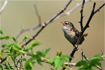 D500 Texel 18-05-29 00326  6  Photos ACG 2018