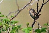 D500 Texel 18-05-29 00327  7  Photos ACG 2018