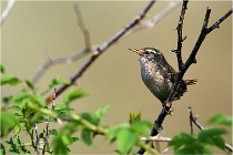 D500 Texel 18-05-29 00328  8  Photos ACG 2018