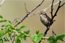 D500 Texel 18-05-29 00329  9  Photos ACG 2018