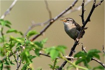 D500 Texel 18-05-29 00330  10  Photos ACG 2018