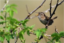 D500 Texel 18-05-29 00332  11  Photos ACG 2018