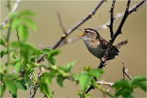 D500 Texel 18-05-29 00333  12  Photos ACG 2018