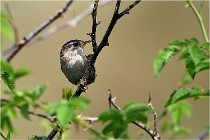 D500 Texel 18-05-29 00337  13  Photos ACG 2018