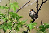 D500 Texel 18-05-29 00339  14  Photos ACG 2018