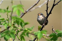 D500 Texel 18-05-29 00340  15  Photos ACG 2018