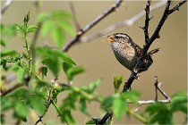 D500 Texel 18-05-29 00343  16  Photos ACG 2018