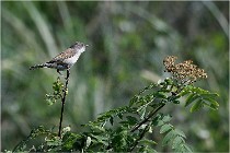 D500 Texel 18-05-29 00351  3  Photos ACG 2018