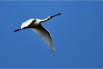 D500 Texel 18-05-29 00358  3  Photos ACG 2018