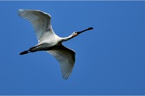 D500 Texel 18-05-29 00359  4  Photos ACG 2018