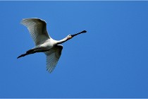 D500 Texel 18-05-29 00361  5  Photos ACG 2018