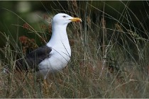 D500 Texel 18-05-29 00372  6  Photos ACG 2018