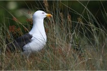 D500 Texel 18-05-29 00374  7  Photos ACG 2018