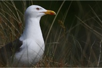 D500 Texel 18-05-29 00376  8  Photos ACG 2018