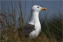 D500 Texel 18-05-29 00380  9  Photos ACG 2018