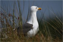 D500 Texel 18-05-29 00382  10  Photos ACG 2018