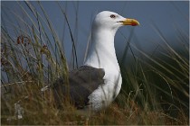 D500 Texel 18-05-29 00386  11  Photos ACG 2018