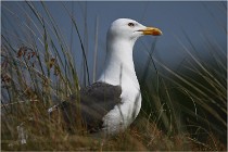D500 Texel 18-05-29 00387  12  Photos ACG 2018