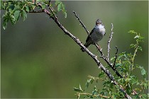 D500 Texel 18-05-29 00393  4  Photos ACG 2018