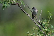 D500 Texel 18-05-29 00406  5  Photos ACG 2018