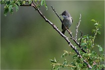 D500 Texel 18-05-29 00407  6  Photos ACG 2018