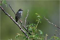 D500 Texel 18-05-29 00413  7  Photos ACG 2018