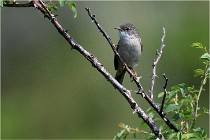 D500 Texel 18-05-29 00421  8  Photos ACG 2018