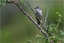D500 Texel 18-05-29 00424  9  Photos ACG 2018