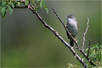 D500 Texel 18-05-29 00427  10  Photos ACG 2018