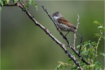 D500 Texel 18-05-29 00429  11  Photos ACG 2018