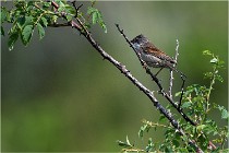 D500 Texel 18-05-29 00430  3  Photos ACG 2018