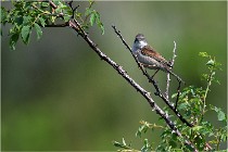 D500 Texel 18-05-29 00431  3  Photos ACG 2018