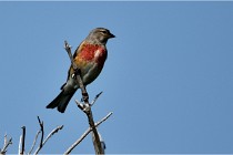 D500 Texel 18-05-29 00437  13  Photos ACG 2018