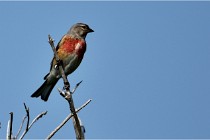 D500 Texel 18-05-29 00438  14  Photos ACG 2018