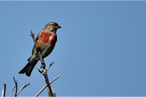 D500 Texel 18-05-29 00439  15  Photos ACG 2018