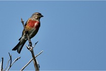 D500 Texel 18-05-29 00440  16  Photos ACG 2018
