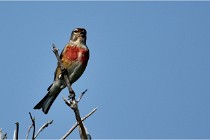 D500 Texel 18-05-29 00443  17  Photos ACG 2018