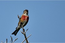 D500 Texel 18-05-29 00444  18  Photos ACG 2018